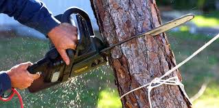 Best Tree Health Inspection  in Eugene, OR