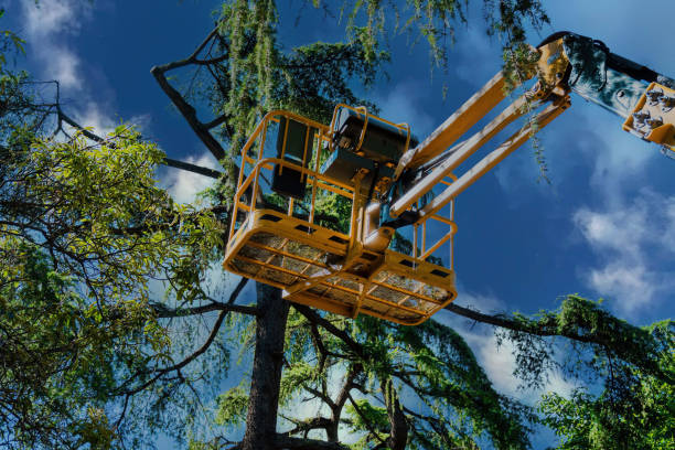 Best Tree Removal  in Eugene, OR